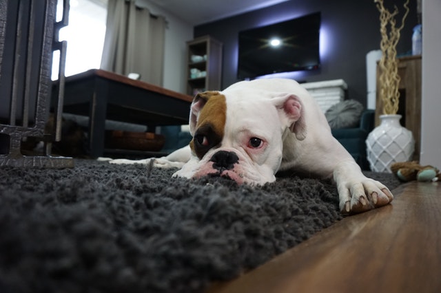 How to Clean Vomit off Carpet