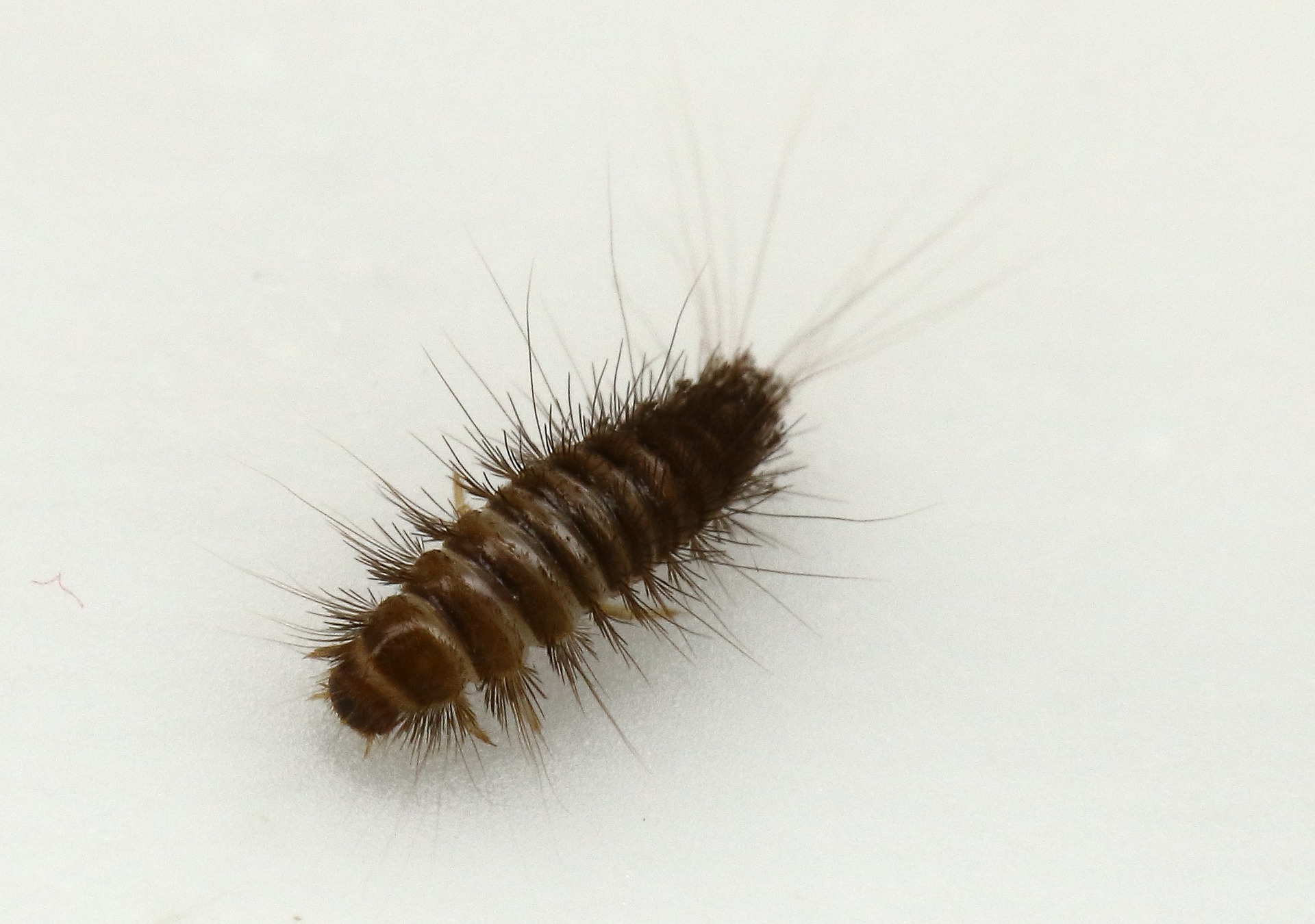 https://www.expertcarpetcleaning.com.au/wp-content/uploads/2019/05/How-to-get-rid-of-the-pesky-Carpet-Beetle.jpg
