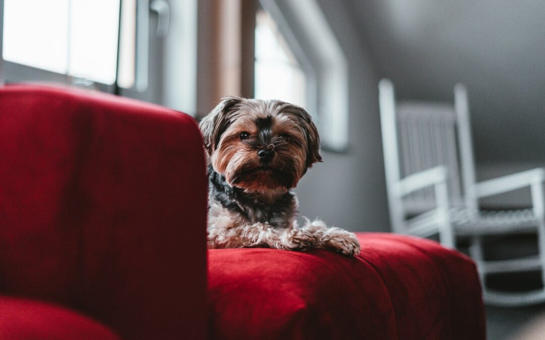 Guide to Upholstery Cleaning for Pet Owners